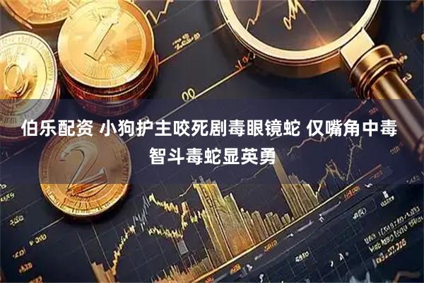 伯乐配资 小狗护主咬死剧毒眼镜蛇 仅嘴角中毒 智斗毒蛇显英勇
